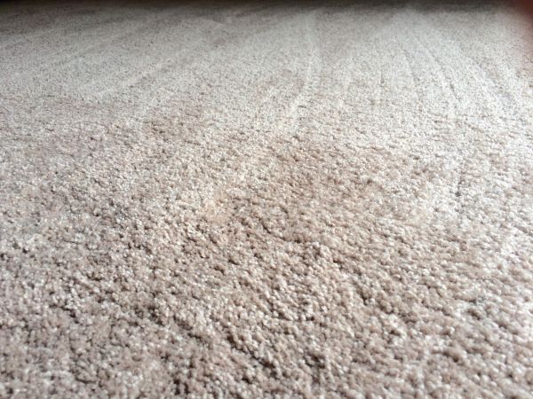 Plush Carpet Installation in Auburn